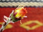 پای کره اسبی